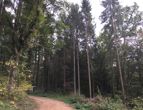 Sentier Ellergronn