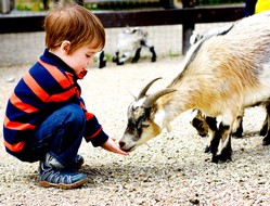 Animaux