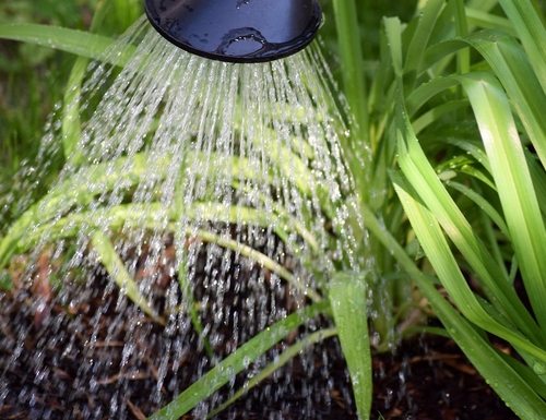 Arroser les plantes