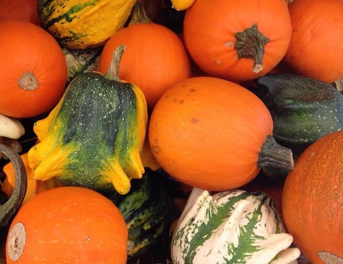 Citrouilles, potiron, courges et cie…