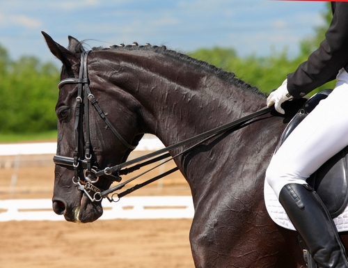 Équitation