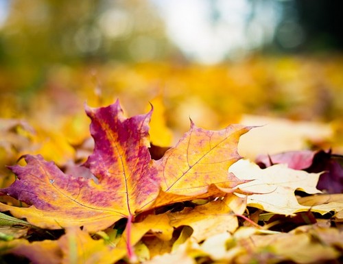 Chute des feuilles en automne…