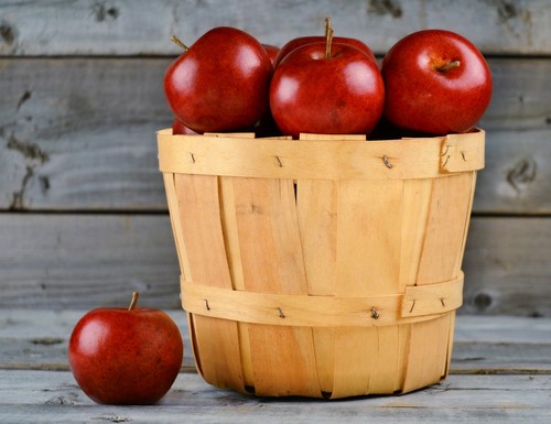 Cueillette des pommes